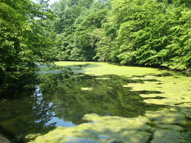 Una Riserva forestiera pi� settentrionale